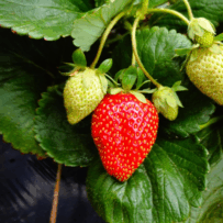 June Gardening To-Do List