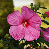 Hibiscus – August Plant of the Month