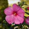 Hibiscus – August Plant of the Month