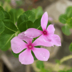Plants and the Kansas Heat