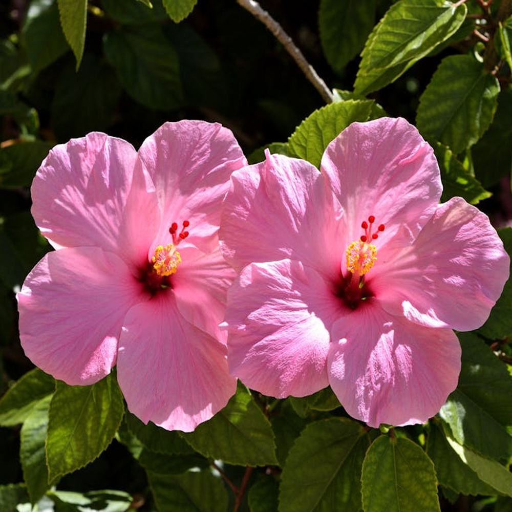 hibiscus2
