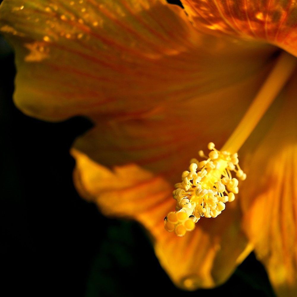 hibiscus3