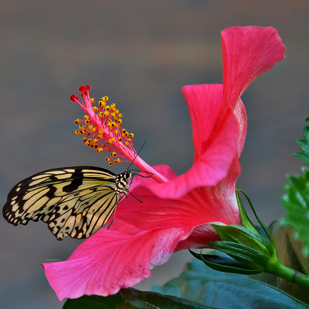 hibiscus4
