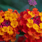 Lantana