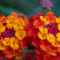Lantana