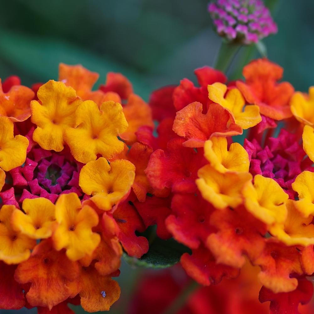 lantana3