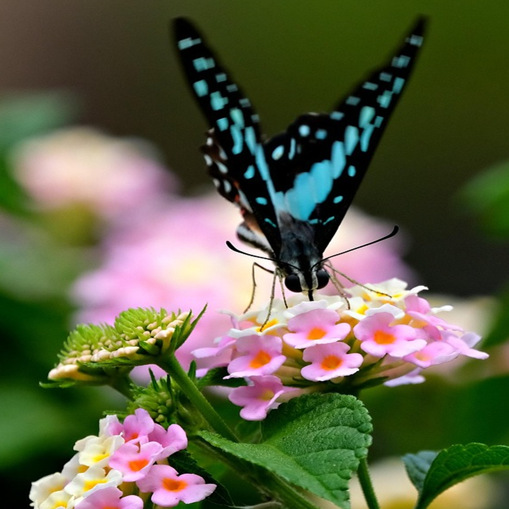 lantana4