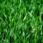 Jason’s Grass Seeding Tips