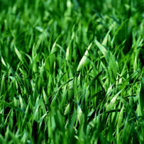 Jason’s Grass Seeding Tips