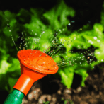 June Garden Planner
