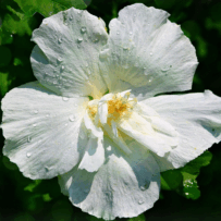 Rose of Sharon – Care & Pruning