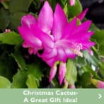 Christmas Cactus, A Great Gift Idea