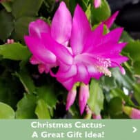 Christmas Cactus, A Great Gift Idea