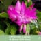 Christmas Cactus, A Great Gift Idea
