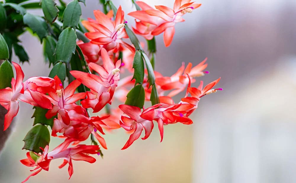 christmas-cactus
