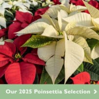 2025 Poinsettia Selection