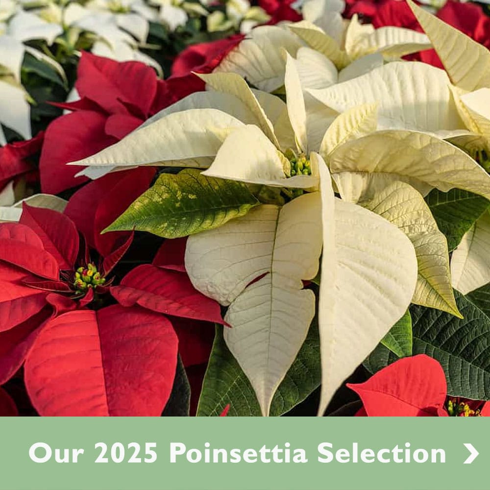 2025 Poinsettia Selection - Stutzmans Greenhouse & Garden Centers