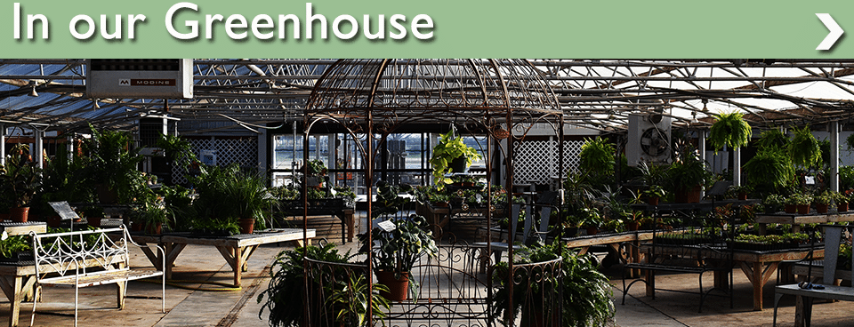 In Our Greenhouse