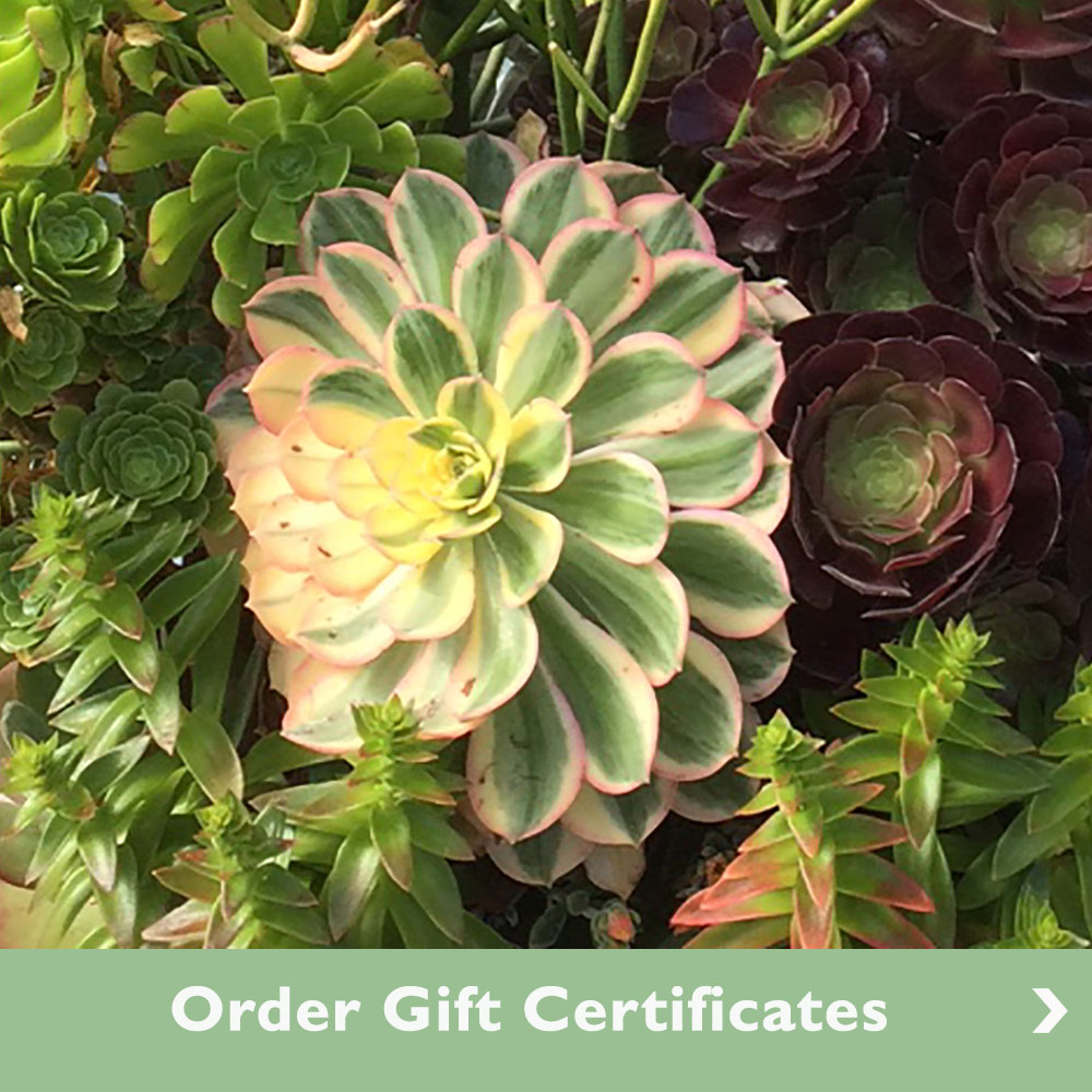 Stutzmans Gift Certificates … Surprise Someone Special Today!