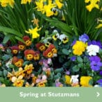Spring at Stutzmans