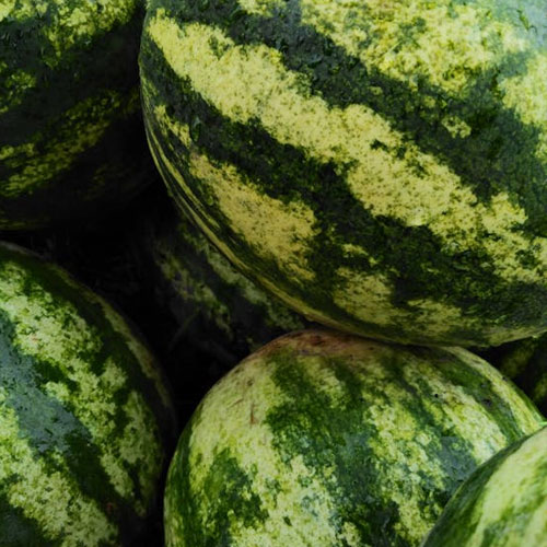 watermelons