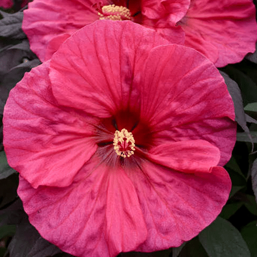 hibiscus