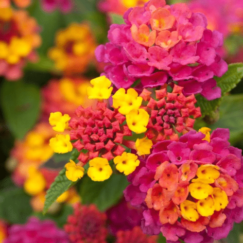 lantana