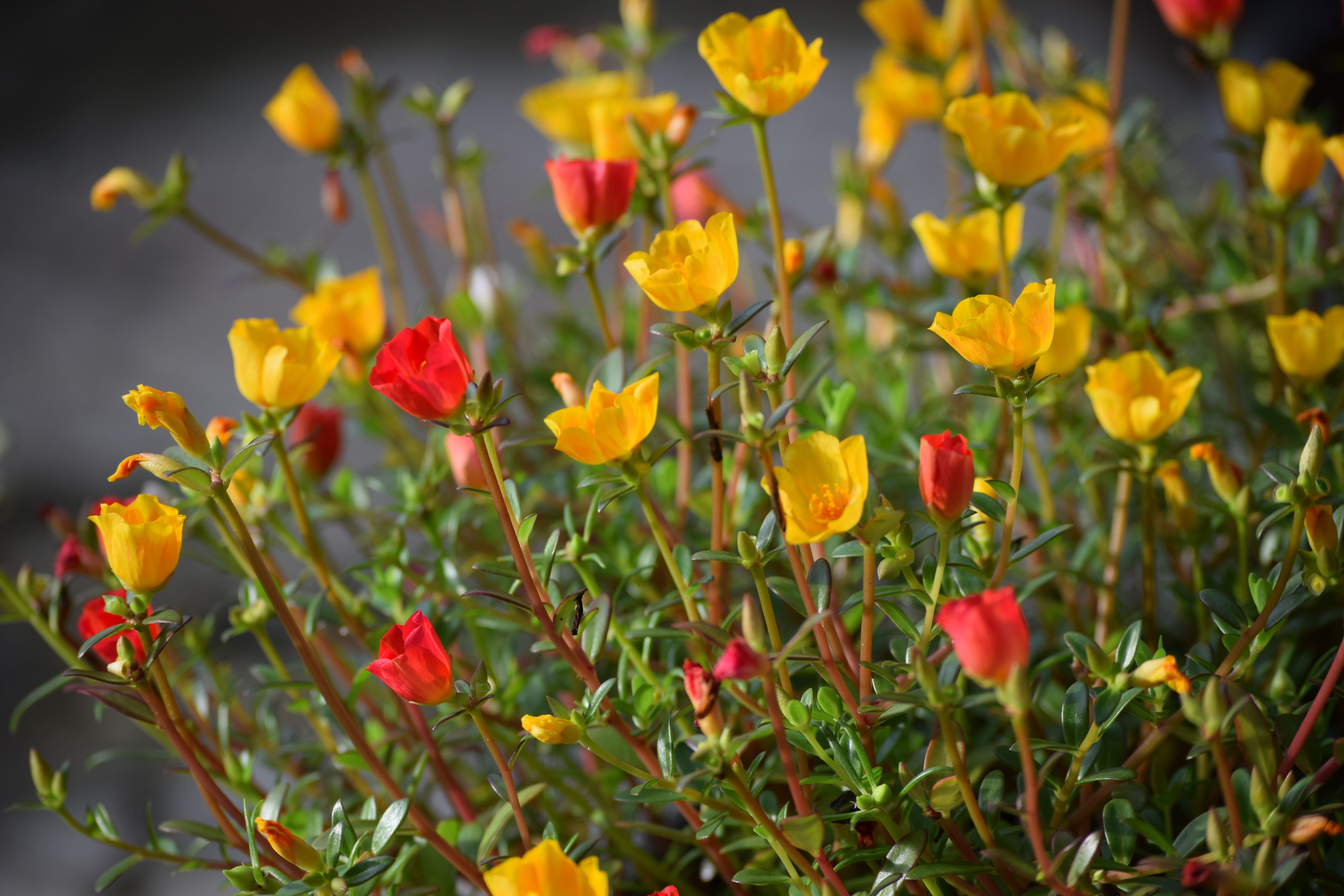 Portulaca: Complete Plant Care And Growing Guide