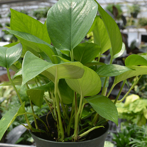 plant-1