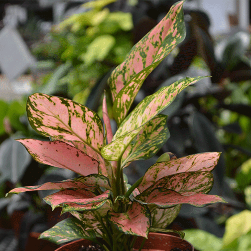 plant-2
