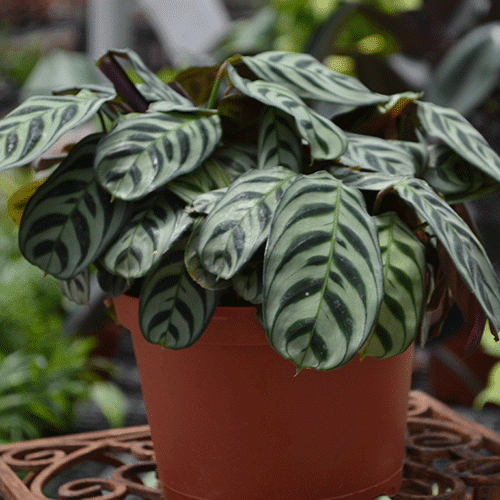 plant-3