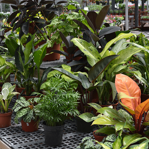 plant-4