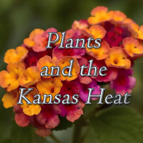 plants-and-the-heat