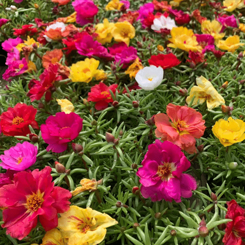 portulaca