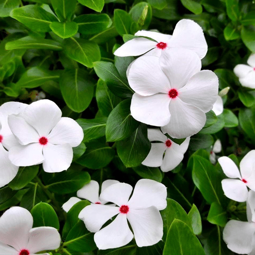 vinca