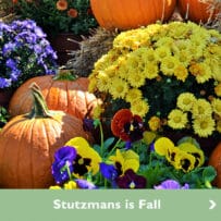 Stutzmans is Fall